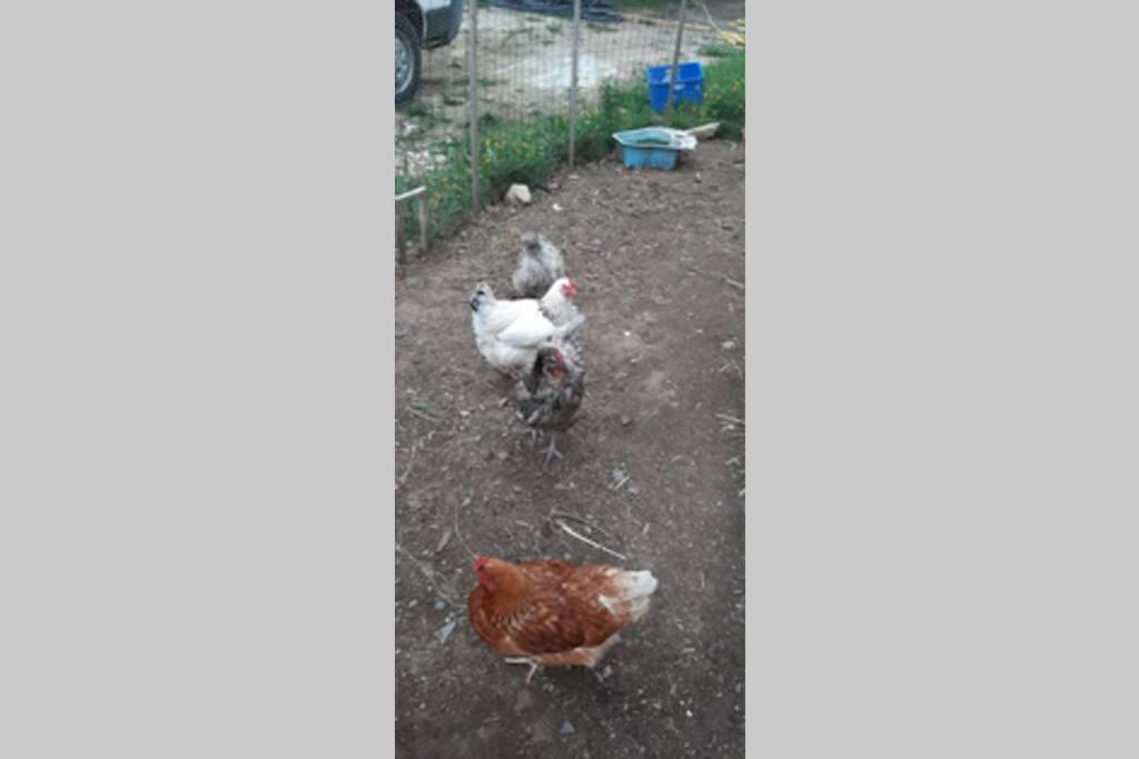 16Bis 1Ch, 2-4Pers, Jardin Les Gites Bigoudens Plonéour-Lanvern Zewnętrze zdjęcie